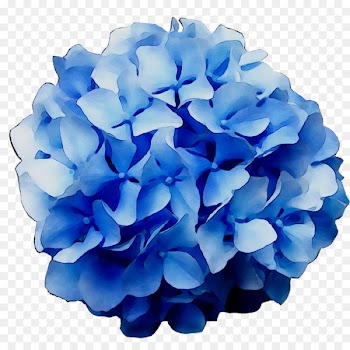Hydrangeaceae Petal Cut flowers -  
