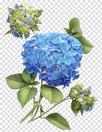 Hydrangeas, blue petaled flower transparent background PNG clipart