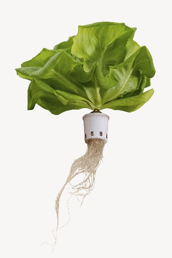 Hydroponic butterhead lettuce, soilless agriculture | Free PSD - rawpixel