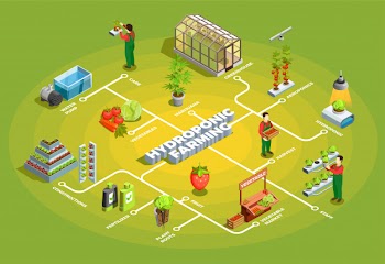 Hydroponic farming isometric flowchart Free Vector