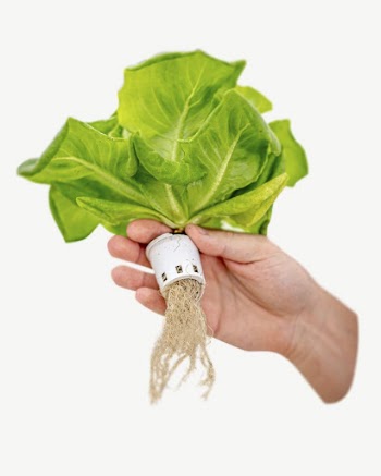 Hydroponic lettuce vegetable collage element | Free PSD - rawpixel