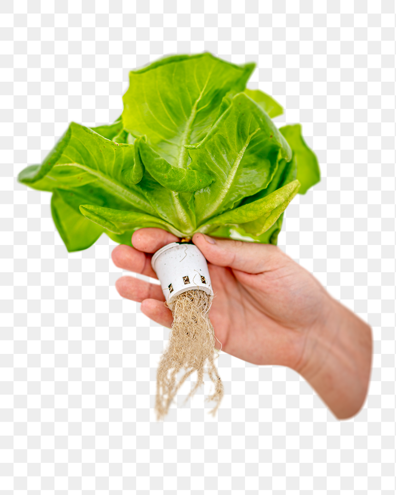 Hydroponic lettuce vegetable png food | Free PNG - rawpixel