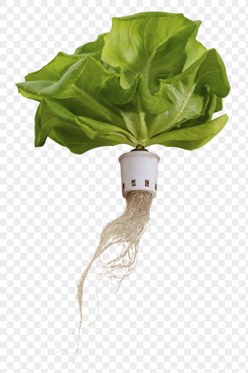 Hydroponic png butterhead lettuce collage | Free PNG - rawpixel