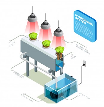 Hydroponic system infographic layout Free Vector