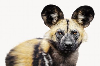 Hyena animal image design | Free Photo - rawpixel