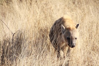 Hyena Walking on Grass