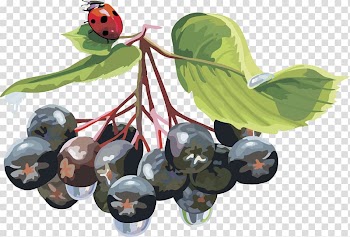 Hypertension Diet Blood pressure Eating Disease, lantern fruit blueberry fruit,blueberry transparent background PNG clipart