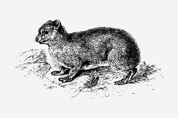 Hyrax drawing, vintage animal illustration | Free PSD - rawpixel