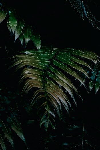 I am in love with plants and so fascinated by the forms, structures and colors of their leaves. 