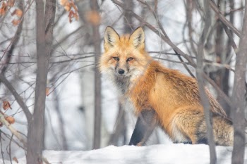 I captured this photo in woods of Vail, Colorado this afternoon. I used my 70-200 lens with a 2x and high shutter speed so I could rapid fire handheld before he scurried off to find his lunch. Spring is only a couple weeks away, and this handsome fella is ready to hunt!
