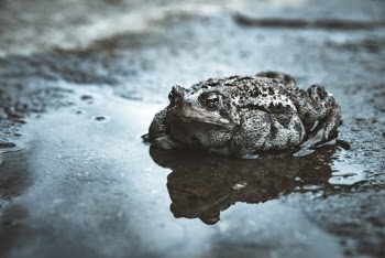 I encountered this chill toad on the trail last summer. He didn’t move. We just looked at each other for few minutes and then I left him to his duty. Thanks for this moment, Mr. Toad.
