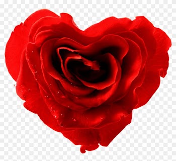 I Have Designed A Cute Valentine Day Card And Insert - Rose