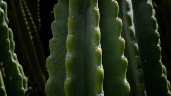 I love cactus. This beauty grows in my yard and is the subject of many lens tests.
