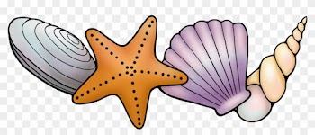 I Really Hope You Like Them - Transparent Seashell Border