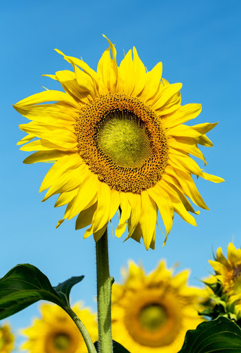 I think sunflowers look so cheerful, it is no wonder that Vincent van Gogh did a series of paintings of them.