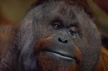 I took this photo of Gordon the Bornean orang-utan (Pongo pygmaeus) who was born on 09/12/97 at Monkey World. He was born prematurely and had to spend the first month of his life in an incubator, however, he is now a dominant male with fully developed cheek pads. 

Gordon sat at the glass for a long time and likewise, I stood waiting patiently to capture his character as he sat staring into the lens.