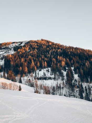 I’ve been on holiday in Austria, Styria. In the evening iI went out of our house and saw a beautiful sunset shining on this wood, I quickly pulled out my phone and made this great picture!