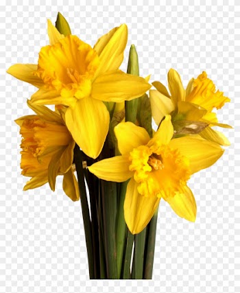 I Wandered Lonely As A Cloud Flower Bouquet Daffodil - Ramo De Flores Amarillas Png
