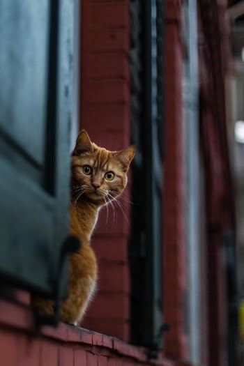 I was carspotting at sunset in Wiesbaden when I found this cat sitting at the window.
