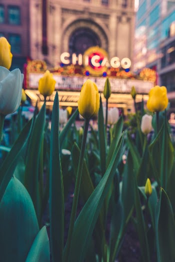 I was out shooting in Chicago when I passed the Chicago Theatre. I've shot here so many times I wasn't even going to stop to shoot it but then I noticed the Tulips which are only here for a little bit every year. I crouched down and saw this awesome perspective and decided to capture it.