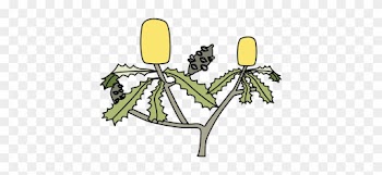 Ian Symbol Banksia Spp - Banksia Tree Clip Art