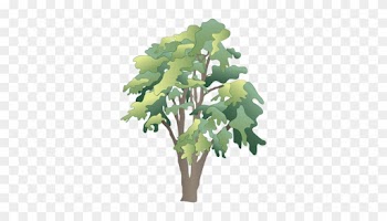 Ian Symbol Robinia Pseudoacacia - Rainforest Tree Vector Png