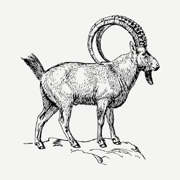 Ibex drawing clipart, animal illustration | Free PSD - rawpixel