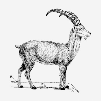 Ibex drawing, vintage wildlife illustration. | Free Photo - rawpixel