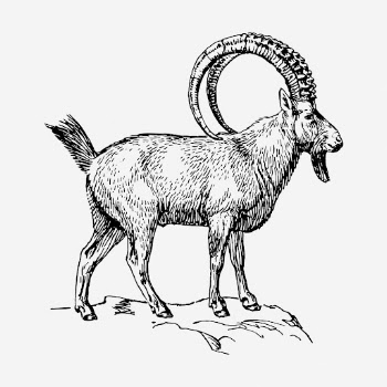 Ibex hand drawn illustration. Free | Free Photo - rawpixel