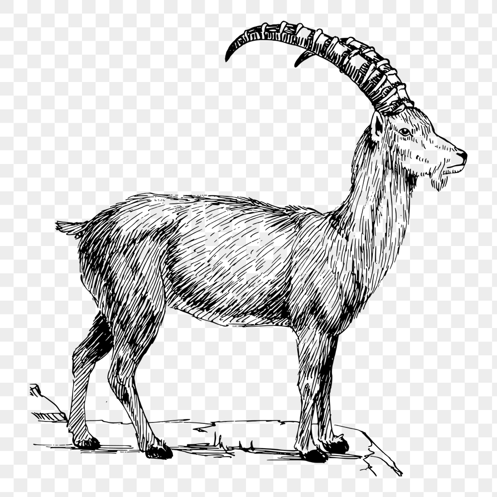 Ibex png sticker, vintage animal | Free PNG - rawpixel