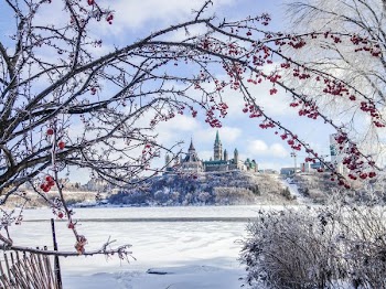 Ice Coated Branches By Canadas Parliament
