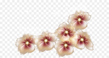 Ice cream Peaches and cream Flower - Transparent Flowers Clipart 