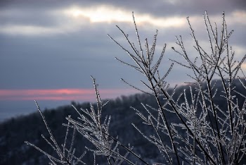 Ice Encased Branches. Free public | Free Photo - rawpixel