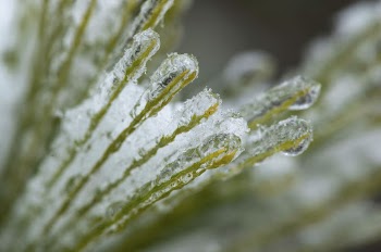 Ice-encased Pine Needles. Free public | Free Photo - rawpixel