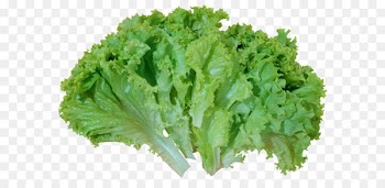 Iceberg lettuce Caesar salad Romaine lettuce Vegetable Clip art - Green Salad Lettuce PNG Picture 