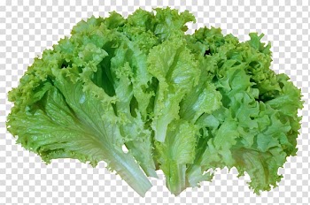 Iceberg lettuce Caesar salad Romaine lettuce Vegetable , Green Salad Lettuce , lettuce transparent background PNG clipart