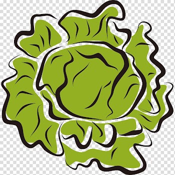 Iceberg lettuce Vegetable Salad , Hand Painted,Stick figure,Fruits and vegetables,vegetables,Fruits and Vegetables,Cartoon transparent background PNG clipart