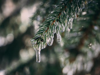 Iced Covered Tree