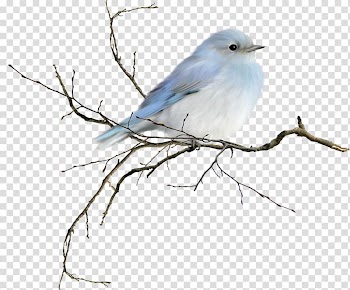 Iced tea Coffee Bird Sweet tea, watercolor bird transparent background PNG clipart