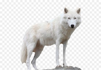 Icehotel Alaskan tundra wolf Layers Ice Hotel - Snow white fur wolf 