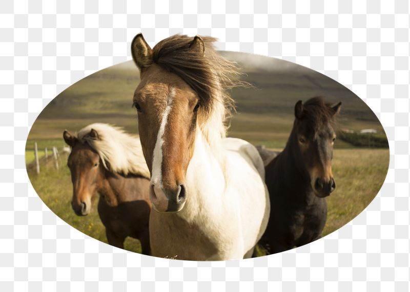Icelandic horses png badge sticker, | Free PNG - rawpixel