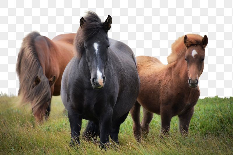 Icelandic horses png border sticker, | Free PNG - rawpixel