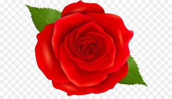Icon Clip art - Red Rose Transparent Clip Art 