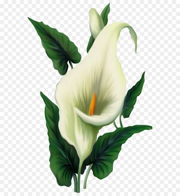 Icon Computer file - Calla Lily PNG Picture 