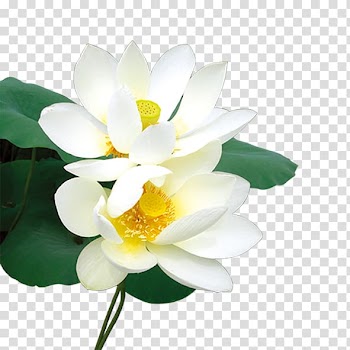 Icon, Flawless white lotus transparent background PNG clipart