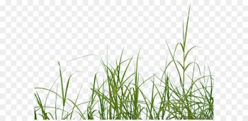 Icon - Grass 