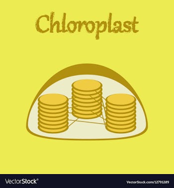 Icon in flat style chloroplast vector image