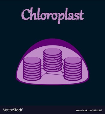 Icon in flat style chloroplast vector image