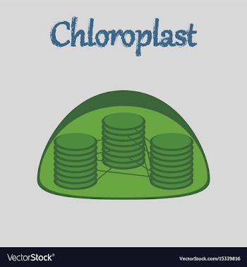 Icon in flat style chloroplast vector image