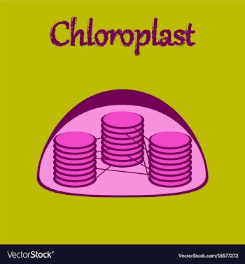 Icon in flat style chloroplast vector image